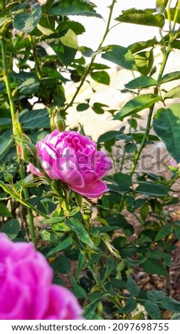 Colorful Damask Roses In  Morning Sunshine December 25 2021 Coimbatore Tamilnadu India 
