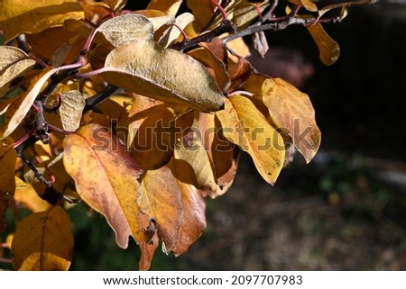 Closeup of yellow leaves hanging on a branch in autumn