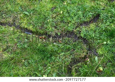 Vole ruts on a green lawn Royalty-Free Stock Photo #2097727177