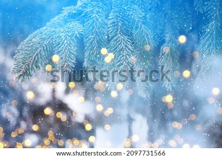 Frosty winter landscape in snowy forest. Cold winter weather. Christmas background with fir trees