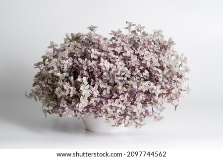 Callisia Repens Pink Lady plant on white plastic pot in isolated white background