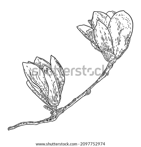 Magnolia flower drawing. Sketch of floral botany twig from real tree. Black and white with line art isolated on white background. Real life hand drawn illustration of magnolia bloom. Vector.