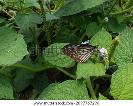 Ceylon tiger butterfly and white flower with Sky in jungle