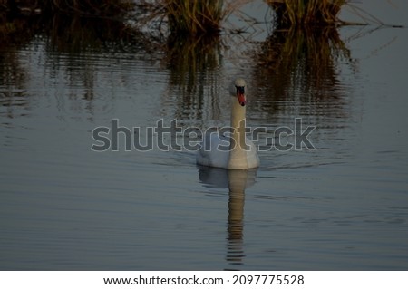 White swans on the lake