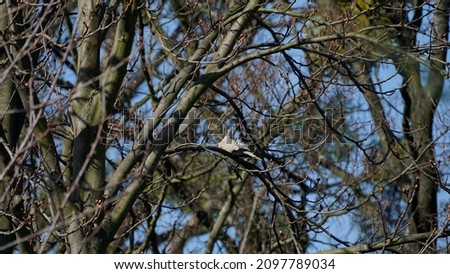 Dove sits on branch in forest