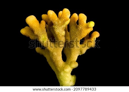 Dead coral of the Red Sea on a black background