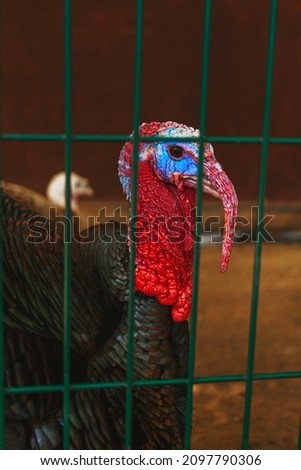 A turkey in the zoo. Behind bars close-up. Vertical photo.