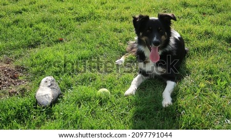 Beautiful black and white collie dog at work, rest and play