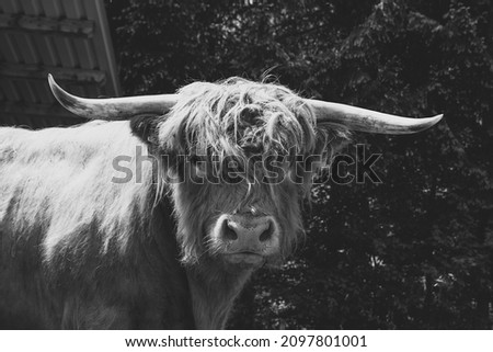 black and white picture of a highland cattle bull