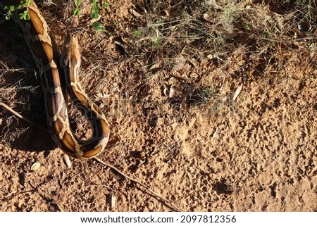 This python was the star of its own show. Longer than any snake in the national reserve park, this python came out to show. The beauty of snakes never end and this picture captures the essence of it.