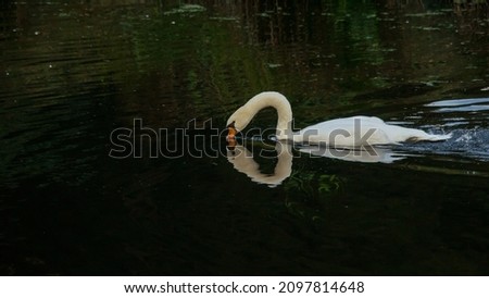 White swan at body care