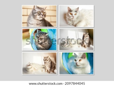 Collage of different cute purebred cats of gray and white colors, in frames on a gray background. Couple relationship concept.