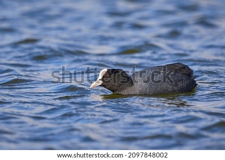Eurasian Coot swimming in a pond ( Fulica Atra )
