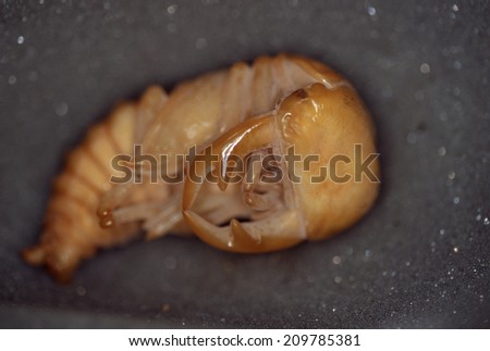 Pupae Of Giant Stag Male