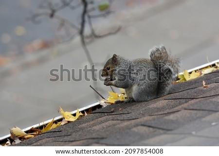 Squirrel on a roof eating a nut