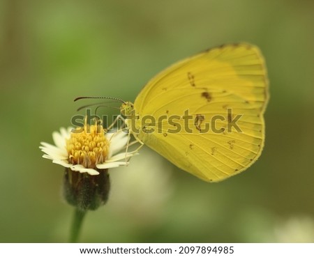 a beautiful look of a yellow butterfly, Eurema is a widespread genus of grass yellow butterflies in the family Pieridae