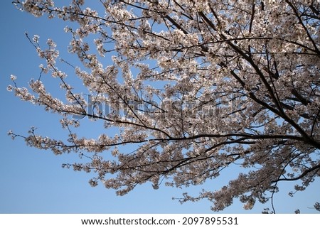 Yoshino cherry tree in full bloom on the Yodogawa embankment