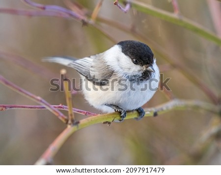 Cute bird The willow tit, song bird sitting on a branch without leaves in the winter. Willow tit perching on tree in winter. The willow tit, lat. Poecile montanus. Royalty-Free Stock Photo #2097917479