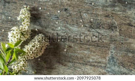 Spring flowering branch on wooden background. Copy space for your design.