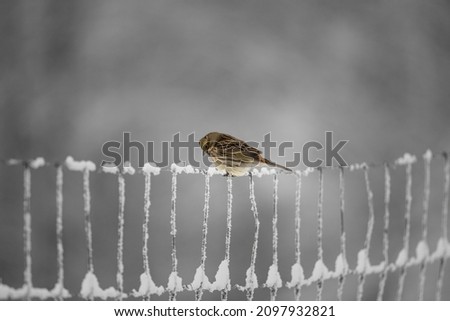 European greenfinch (Chloris chloris). Small bird with fresh yellow color body. Song bird sitting on woody root. Diffused brown background. Garden bird in winter time on feeder. European wildlife. Royalty-Free Stock Photo #2097932821