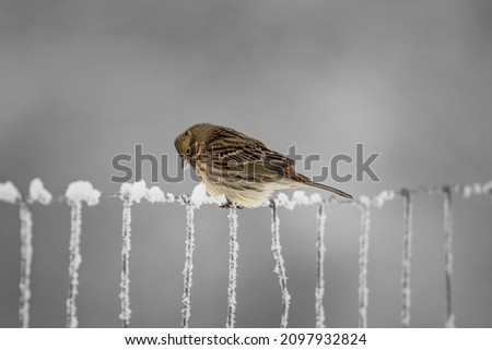 European greenfinch (Chloris chloris). Small bird with fresh yellow color body. Song bird sitting on woody root. Diffused brown background. Garden bird in winter time on feeder. European wildlife. Royalty-Free Stock Photo #2097932824