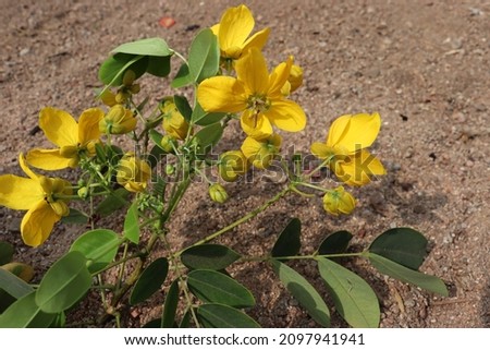 New Beautiful Flower Photo Yellow Colour Flower Picture