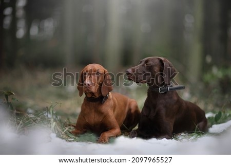 Hungarian Vizsla and German Shorthaired Pointer  Royalty-Free Stock Photo #2097965527