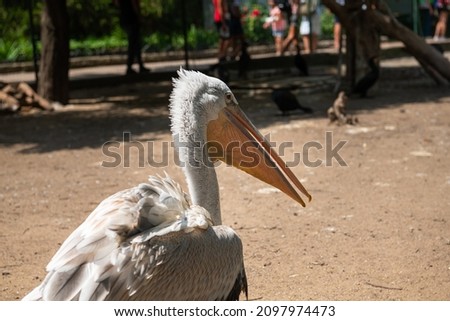 beautiful pink pelicans in the Odessa zoo birds in captivity