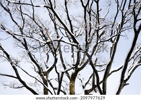 Branches in winter covered in snow with a light blue sky behind