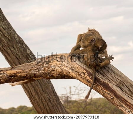Baboon monkeys playing on a tree 