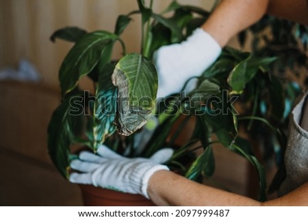 Houseplants diseases. Indoor plants Diseases Disorders Identification and Treatment, Houseplants sun burn. Female hands cutting Damaged Leaves from potted Spathiphyllum Selective focus Royalty-Free Stock Photo #2097999487