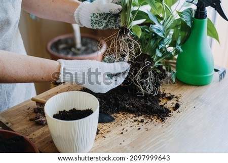 Spring Houseplant Care, repotting houseplants. Waking Up Indoor Plants for Spring. Woman is transplanting plant into new pot at home. Gardener transplant plant Spathiphyllum. Selective focus Royalty-Free Stock Photo #2097999643