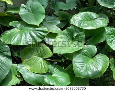 Real Photo of Fresh evergreen Tropical Garden with homalomena rubescens and monstera deliciosa plants