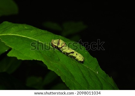 macro photo of caterpillars on the green leaves of a weak tree in the morning in the front yard of the house