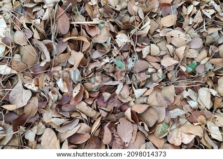 Photo of pile dry leaves.
