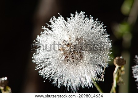 Dandelion, a beautiful dandelion with dew drops seen through a macro lens, selective focus.