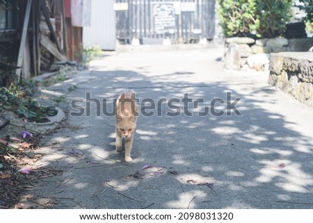 Stray Cat in the Alleys of Sakushima, an Island of Healing and Art in Aichi Prefecture