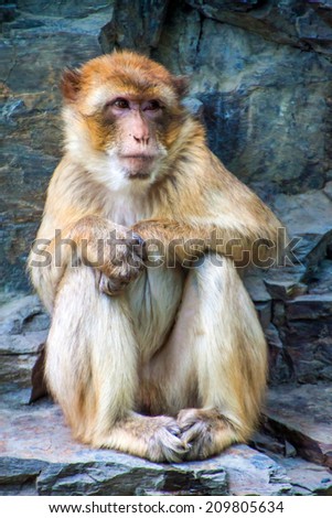 Barbary macaque (Macaca Sylvanus) in Prague zoo