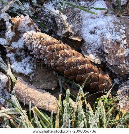 Macro photo nature winter cone. Stock photo cone in snow background