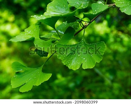 Ginkgo tree (Ginkgo biloba) or gingko with brightly green new leaves after rain against background of blurry foliage. Selective close-up. Fresh wallpaper nature concept. Place for your text Royalty-Free Stock Photo #2098060399