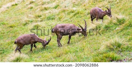 Wild mountain goats in the French Alps in summer