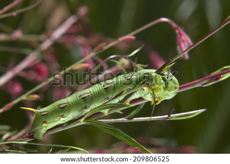 White-lined Sphinx Moth caterpillar, which becomes what is commonly known as the hummingbird moth, feeding 