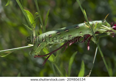 White-lined Sphinx Moth caterpillar, which becomes what is commonly known as the hummingbird moth, feeding 