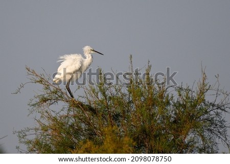 The little egret (Egretta garzetta) is a species of small heron in the family Ardeidae. It is a white bird with a slender black beak, long black legs and, in the western race, yellow feet.