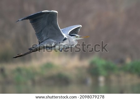 The grey heron (Ardea cinerea) is a long-legged predatory wading bird of the heron family, Ardeidae, native throughout temperate Europe and Asia and also parts of Africa. 