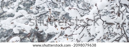 Snow on the branches of trees and bushes after a snowfall. Beautiful winter background with snow-covered trees. Plants in a winter park. Cold snowy weather. Cool panoramic texture of fresh snow