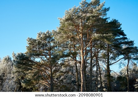 Pine trees covered with hoarfrost on a sunny day
