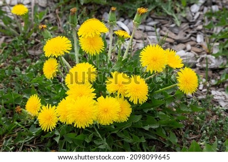 Yellow flowers of dandelions in green backgrounds. Spring and summer background. Royalty-Free Stock Photo #2098099645