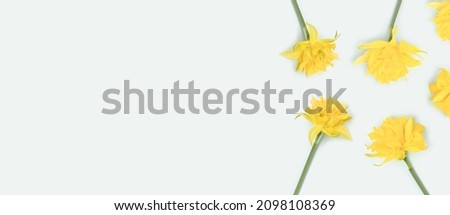Banner with yellow narcissus flowers on a blue pastel background with place for text.
