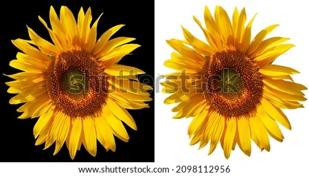 Beautiful sunflower isolated on white and black background. Yellow sunflower flower.